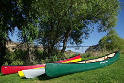 canoes under a tree